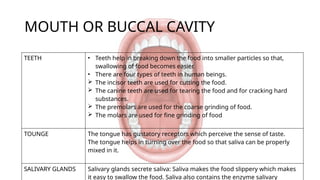 MOUTH OR BUCCAL CAVITY
TEETH • Teeth help in breaking down the food into smaller particles so that,
swallowing of food becomes easier.
• There are four types of teeth in human beings.
 The incisor teeth are used for cutting the food.
 The canine teeth are used for tearing the food and for cracking hard
substances.
 The premolars are used for the coarse grinding of food.
 The molars are used for fine grinding of food
TOUNGE The tongue has gustatory receptors which perceive the sense of taste.
The tongue helps in turning over the food so that saliva can be properly
mixed in it.
SALIVARY GLANDS Salivary glands secrete saliva: Saliva makes the food slippery which makes
it easy to swallow the food. Saliva also contains the enzyme salivary
 