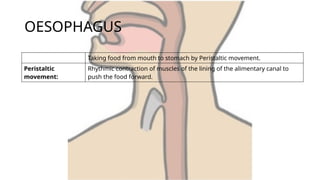 OESOPHAGUS
Taking food from mouth to stomach by Peristaltic movement.
Peristaltic
movement:
Rhythmic contraction of muscles of the lining of the alimentary canal to
push the food forward.
 