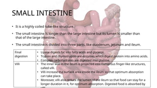 SMALL INTESTINE
• It is a highly coiled tube-like structure.
• The small intestine is longer than the large intestine but its lumen is smaller than
that of the large intestine.
• The small intestine is divided into three parts, like duodenum, jejunum and ileum.
Final
digestion
• Lipase digests fat into fatty acids and glycerol.
• Trypsin and chymotrypsin are enzymes which digest protein into amino acids.
• Complex carbohydrates are digested into glucose.
Villi • The inner wall in the ileum is projected into numerous finger-like structures,
called villi.
• Villi increase the surface area inside the ileum so that optimum absorption
can take place.
• Moreover, villi also reduce the lumen of the ileum so that food can stay for a
longer duration in it, for optimum absorption. Digested food is absorbed by
 