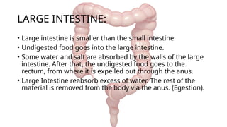 LARGE INTESTINE:
• Large intestine is smaller than the small intestine.
• Undigested food goes into the large intestine.
• Some water and salt are absorbed by the walls of the large
intestine. After that, the undigested food goes to the
rectum, from where it is expelled out through the anus.
• Large Intestine reabsorb excess of water. The rest of the
material is removed from the body via the anus. (Egestion).
 