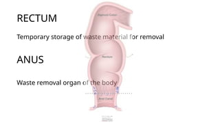 RECTUM
Temporary storage of waste material for removal
Waste removal organ of the body
ANUS
 