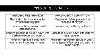 TYPES OF RESPIRATION
AEROBIC RESPIRATION ANAEROBIC RESPIRATION
Respiration takes place in the
presence of oxygen.
Respiration takes place in the
absence of oxygen.
It occurs in the cytoplasm and
mitochondria.
It occurs only in the cytoplasm.
Usually, glucose is broken down into
carbon dioxide and water.
Glucose is broken down into ethanol
(ethyl alcohol).
Aerobic respiration occurs in
mammals, including humans.
Anaerobicrespration occurs in yeast,
some types of bacteria and also in
some plants.
 