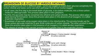 Diverse organisms do this in different ways – some use oxygen to break-down glucose completely into
carbon dioxide and water, some use other pathways that do not involve oxygen.
• In all cases, the first step is the break-down of glucose, a six-carbon molecule, into a three-carbon
molecule called pyruvate. This process takes place in the cytoplasm.
• Further, the pyruvate may be converted into ethanol and carbon dioxide. This process takes place in
yeast during fermentation. Since this process takes place in the absence of air (oxygen), it is called
anaerobic respiration.
• Breakdown of pyruvate using oxygen takes place in the mitochondria. This process breaks up the
three-carbon pyruvate molecule to give three molecules of carbon dioxide. The other product is water.
Since this process takes place in the presence of air (oxygen), it is called aerobic respiration.
• The release of energy in this aerobic process is a lot greater than in the anaerobic process.
BREAKDOWN OF GLUCOSE BY VARIOUS PATHWAYS
 
