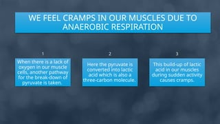 When there is a lack of
oxygen in our muscle
cells, another pathway
for the break-down of
pyruvate is taken.
Here the pyruvate is
converted into lactic
acid which is also a
three-carbon molecule.
This build-up of lactic
acid in our muscles
during sudden activity
causes cramps.
WE FEEL CRAMPS IN OUR MUSCLES DUE TO
ANAEROBIC RESPIRATION
1 2 3
 