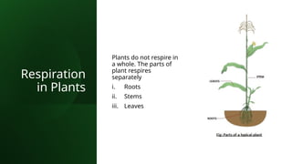 Respiration
in Plants
Plants do not respire in
a whole. The parts of
plant respires
separately
i. Roots
ii. Stems
iii. Leaves
 