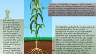 • The stems of
herbaceous plants
takes place through
stomata. The oxygen
from the air diffuses
into the stem of a
herbaceous plant
through stomata and
reaches all the cells for
respiration. The carbon
dioxide produced
diffuses out through
stomata.
• In woody stems, the
bark has lenticels for
the exchange of gases
The leaves of a plant has tiny pores called stomata
through which the exchange of respiratory gases takes
place by diffusion. Oxygen from air diffuses into a leaf
through stomata and reaches all the cells, where it is
used for respiration and the carbon dioxide produced
diffuses out from the leaf into the air through stomata
The roots of a plant take the oxygen required
for respiration from the air present in-
between the soil particles by the process of
diffusion. The roots have extensions of
epidermal cells of a root called root hair which
are in contact with the air in the soil. Oxygen
diffuses from root hairs and reaches all the
other cells of the root for respiration. Carbon
dioxide gas produced in the cells of the root
during respiration moves out through the root
hairs by the process of diffusion. Thus, the
respiration in roots occurs by diffusion of
respiratory gases through the root hairs.
 