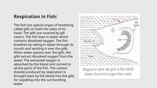 Respiration in Fish:
The fish has special organ of breathing
called gills on both the sides of its
head. The gills are covered by gill
covers. The fish lives in water which
contains dissolved oxygen. The fish
breathes by taking in water through its
mouth and sending it over the gills.
When water passes over the gills, the
gills extract dissolved oxygen from the
water. The extracted oxygen is
absorbed by the blood and carried to
all the parts of the fish. The carbon
dioxide produced by respiration is
brought back by the blood into the gills
for expelling into the surrounding
water.
 