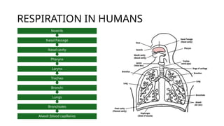 RESPIRATION IN HUMANS
Alveoli [blood capillaires
Bronchioles
Lungs
Bronchi
Trachea
Larynx
Pharynx
Nasal cavity
Nasal Passage
Nostrils
 