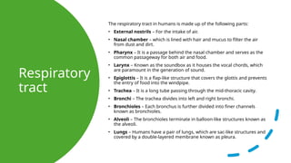 Respiratory
tract
The respiratory tract in humans is made up of the following parts:
• External nostrils – For the intake of air.
• Nasal chamber – which is lined with hair and mucus to filter the air
from dust and dirt.
• Pharynx – It is a passage behind the nasal chamber and serves as the
common passageway for both air and food.
• Larynx – Known as the soundbox as it houses the vocal chords, which
are paramount in the generation of sound.
• Epiglottis – It is a flap-like structure that covers the glottis and prevents
the entry of food into the windpipe.
• Trachea – It is a long tube passing through the mid-thoracic cavity.
• Bronchi – The trachea divides into left and right bronchi.
• Bronchioles – Each bronchus is further divided into finer channels
known as bronchioles.
• Alveoli – The bronchioles terminate in balloon-like structures known as
the alveoli.
• Lungs – Humans have a pair of lungs, which are sac-like structures and
covered by a double-layered membrane known as pleura.
 