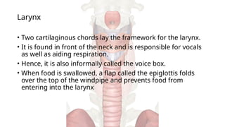 Larynx
• Two cartilaginous chords lay the framework for the larynx.
• It is found in front of the neck and is responsible for vocals
as well as aiding respiration.
• Hence, it is also informally called the voice box.
• When food is swallowed, a flap called the epiglottis folds
over the top of the windpipe and prevents food from
entering into the larynx
 