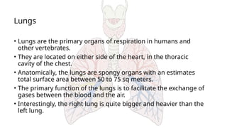 Lungs
• Lungs are the primary organs of respiration in humans and
other vertebrates.
• They are located on either side of the heart, in the thoracic
cavity of the chest.
• Anatomically, the lungs are spongy organs with an estimates
total surface area between 50 to 75 sq meters.
• The primary function of the lungs is to facilitate the exchange of
gases between the blood and the air.
• Interestingly, the right lung is quite bigger and heavier than the
left lung.
 