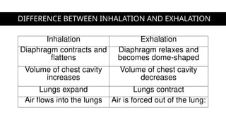 DIFFERENCE BETWEEN INHALATION AND EXHALATION
Inhalation Exhalation
Diaphragm contracts and
flattens
Diaphragm relaxes and
becomes dome-shaped
Volume of chest cavity
increases
Volume of chest cavity
decreases
Lungs expand Lungs contract
Air flows into the lungs Air is forced out of the lung:
 