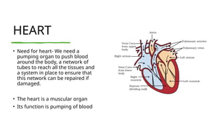 HEART
• Need for heart- We need a
pumping organ to push blood
around the body, a network of
tubes to reach all the tissues and
a system in place to ensure that
this network can be repaired if
damaged.
• The heart is a muscular organ
• Its function is pumping of blood
 
