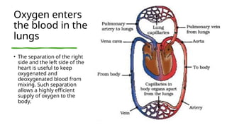 Oxygen enters
the blood in the
lungs
• The separation of the right
side and the left side of the
heart is useful to keep
oxygenated and
deoxygenated blood from
mixing. Such separation
allows a highly efficient
supply of oxygen to the
body.
 