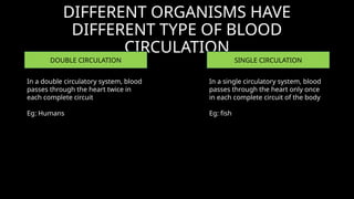 DIFFERENT ORGANISMS HAVE
DIFFERENT TYPE OF BLOOD
CIRCULATION
DOUBLE CIRCULATION SINGLE CIRCULATION
In a single circulatory system, blood
passes through the heart only once
in each complete circuit of the body
Eg: fish
In a double circulatory system, blood
passes through the heart twice in
each complete circuit
Eg: Humans
 