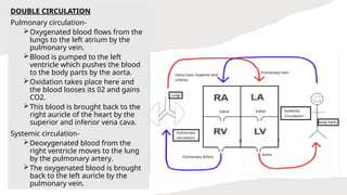 DOUBLE CIRCULATION
Pulmonary circulation-
Oxygenated blood flows from the
lungs to the left atrium by the
pulmonary vein.
Blood is pumped to the left
ventricle which pushes the blood
to the body parts by the aorta.
Oxidation takes place here and
the blood looses its 02 and gains
CO2.
This blood is brought back to the
right auricle of the heart by the
superior and inferior vena cava.
Systemic circulation-
Deoxygenated blood from the
right ventricle moves to the lung
by the pulmonary artery.
The oxygenated blood is brought
back to the left auricle by the
pulmonary vein.
 