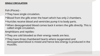 SINGLE CIRCULATION
Fish (Pisces) -
They have single circulation.
Blood from the gills enter the heart which has only 2 chambers.
Auricles receive blood and ventricles pump it to body parts.
When deoxygenated blood comes back it enters the gills directly. This is
called single circulation.
Amphibians and reptiles-
They are cold blooded so their energy needs are less.
They have three chambered hearts where oxygenated and
deoxygenated blood is mixed and hence less energy is produced in the
muscles.
 