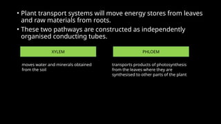 • Plant transport systems will move energy stores from leaves
and raw materials from roots.
• These two pathways are constructed as independently
organised conducting tubes.
XYLEM PHLOEM
moves water and minerals obtained
from the soil
transports products of photosynthesis
from the leaves where they are
synthesised to other parts of the plant
 