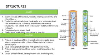 STRUCTURES
XYLEM
PHLOEM
1. Xylem consists of tracheids, vessels, xylem parenchyma and
xylem fibres.
2. Tracheids and vessels have thick walls, and many are dead
cells when mature. Tracheids and vessels are tubular
structures. This allows them to transport water and minerals
vertically.
3. The parenchyma stores food.
4. Xylem fibres are mainly supportive in function.
1. Phloem is made up of five types of cells: sieve cells, sieve
tubes, companion cells, phloem fibres and the phloem
parenchyma
2. Sieve tubes are tubular cells with perforated walls.
3. Phloem transports food from leaves to other parts of the
plant.
4. Except phloem fibres, other phloem cells are living cells.
 
