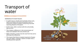 Transport of
water
•WORKING OF XYLEM TISSUES
• In xylem tissue, vessels and tracheids of the roots,
stems and leaves are interconnected to form a
continuous system of water-conducting channels
reaching all parts of the plant.
• At the roots, cells in contact with the soil actively
take up ions.
• This creates a difference in the concentration of
these ions between the root and the soil.
• Water, therefore, moves into the root from the soil to
eliminate this difference.
• This means that there is steady movement of water
into root xylem, creating a column of water that is
steadily pushed upwards.
 