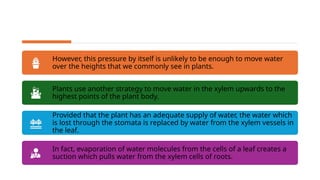However, this pressure by itself is unlikely to be enough to move water
over the heights that we commonly see in plants.
Plants use another strategy to move water in the xylem upwards to the
highest points of the plant body.
Provided that the plant has an adequate supply of water, the water which
is lost through the stomata is replaced by water from the xylem vessels in
the leaf.
In fact, evaporation of water molecules from the cells of a leaf creates a
suction which pulls water from the xylem cells of roots.
 