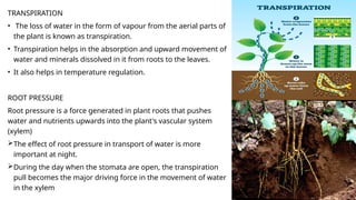 TRANSPIRATION
• The loss of water in the form of vapour from the aerial parts of
the plant is known as transpiration.
• Transpiration helps in the absorption and upward movement of
water and minerals dissolved in it from roots to the leaves.
• It also helps in temperature regulation.
ROOT PRESSURE
Root pressure is a force generated in plant roots that pushes
water and nutrients upwards into the plant's vascular system
(xylem)
The effect of root pressure in transport of water is more
important at night.
During the day when the stomata are open, the transpiration
pull becomes the major driving force in the movement of water
in the xylem
 