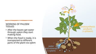 WORKING OF PHLOEM
TISSUES
• After the leaves get water
through xylem they start
making food.
• When the food is ready, it is
transported to different
parts of the plant via xylem
 