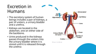 Excretion in
Humans
• The excretory system of human
beings includes a pair of kidneys, a
pair of ureters, a urinary bladder
and a urethra.
• Kidneys are located in the
abdomen, one on either side of
the backbone.
• Urine produced in the kidneys
passes through the ureters into
the urinary bladder where it is
stored until it is released through
the urethra
 