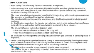 URINE FORMATION
• Each kidney contains many filtration units called as nephrons.
• Nephrons are made up of a cluster of thin walled capillaries called glomerulus which is
associated with a cup like structure called as Bowman's capsule and the long tube which
terminates through this capsule.
• The renal artery brings oxygenated blood to the kidneys along with the nitrogenous wastes
like urea and uric acid and many other substances.
The blood gets filtered through the glomerulus and this filtrate enters the tubular part of
nephron.
As this filtrate moves down the tubular part, glucose, amino acids, salts and excess of water
gets selectively reabsorbed by the blood vessels surrounding these tubules.
• The amount of water reabsorbed depends upon :
• How much excess of water is there in the body and,
• How much nitrogenous wastes need to be excreted out.
• So the fluid now flowing in the tubular part is urine which gets collected in collecting ducts of
nephrons.
• These collecting ducts together leave the kidney at a common point by forming the ureter.
Each ureter drains the urine in the urinary bladder where it is stored until the pressure of
expanded bladder leads to an urge to pass it out through urethra.
• This bladder is a muscular structure which is under nervous control.
180 litres of filtrate is formed daily but only 2 litres is excreted out as urine so the rest is
reabsorbed in the body.
 
