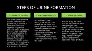 STEPS OF URINE FORMATION
1. Glomerular Filtration 2. Selective Reabsorption 3. Tubular Secretion
This is the first step where
blood is filtered in the
glomerulus, a network of
capillaries within the
nephron. High blood
pressure forces water, salts,
glucose, urea, and other
small molecules from the
blood into Bowman's
capsule, forming the
glomerular filtrate. Larger
molecules like proteins and
blood cells are not filtered
and remain in the blood
As the filtrate travels
through the renal tubules,
essential substances like
water, glucose, amino acids,
and salts are reabsorbed
back into the blood
capillaries surrounding the
tubules. This process
ensures that vital nutrients
and water are not lost from
the body.
Further along the renal
tubules, certain substances
like hydrogen ions,
potassium ions, and some
drugs are actively secreted
from the blood into the
filtrate. This process helps
regulate the body's pH
balance and remove
additional waste products.
 