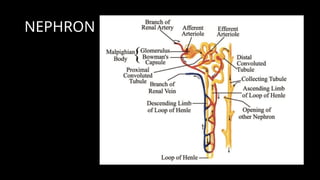 NEPHRON
 