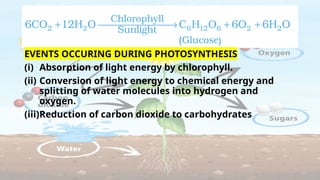EVENTS OCCURING DURING PHOTOSYNTHESIS
(i) Absorption of light energy by chlorophyll.
(ii) Conversion of light energy to chemical energy and
splitting of water molecules into hydrogen and
oxygen.
(iii)Reduction of carbon dioxide to carbohydrates
 