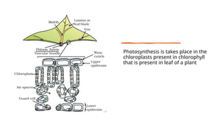 Photosynthesis is takes place in the
chloroplasts present in chlorophyll
that is present in leaf of a plant
 