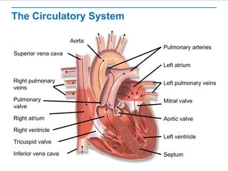 The Circulatory System
Aorta
Superior vena cava
Right pulmonary
veins
Right atrium
Right ventricle
Tricuspid valve
Inferior vena cava
Pulmonary arteries
Left atrium
Left pulmonary veins
Pulmonary
valve
Aortic valve
Left ventricle
Septum
Mitral valve
 