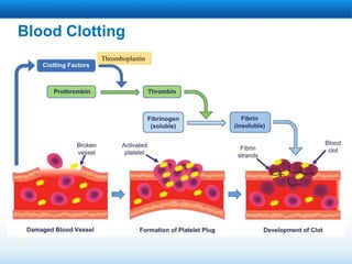 Blood Clotting
Thromboplastin
 