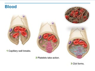 Blood
Capillary wall breaks.
Platelets take action.
Clot forms.
 