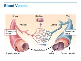 Blood Vessels
Capillary Vein
Artery
Arteriole Venule
Connective
tissue
Connective
tissue
Smooth muscle Smooth muscle
Endothelium
Valve
 