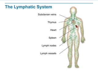 The Lymphatic System
Subclavian veins
Thymus
Heart
Spleen
Lymph nodes
Lymph vessels
 