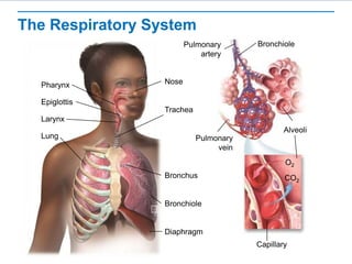 The Respiratory System
Nose
Epiglottis
Pharynx
Larynx
Bronchiole
Lung
Bronchus
Diaphragm
Pulmonary
artery
Alveoli
Pulmonary
vein
Capillary
O2
CO2
Trachea
Bronchiole
 