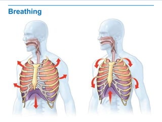 Breathing
 