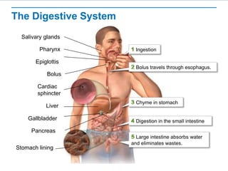 The Digestive System
Ingestion
Salivary glands
Bolus travels through esophagus.
Pharynx
Epiglottis
Bolus
Chyme in stomach
Cardiac
sphincter
Liver
Pancreas
Gallbladder Digestion in the small intestine
Large intestine absorbs water
and eliminates wastes.
Stomach lining
 