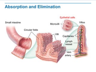 Absorption and Elimination
Circular folds
Villi
Villus
Microvilli
Capillaries
Lymph
vessel
Vein
artery
Epithelial cells
Small intestine
 