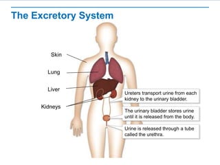 The Excretory System
Skin
Lung
Liver
Kidneys
Ureters transport urine from each
kidney to the urinary bladder.
The urinary bladder stores urine
until it is released from the body.
Urine is released through a tube
called the urethra.
 