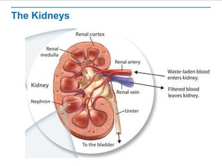 The Kidneys
 