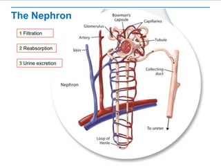 The Nephron
Filtration
Reabsorption
Urine excretion
 