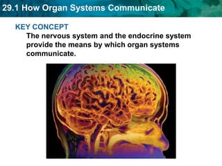 29.1 How Organ Systems Communicate
KEY CONCEPT
The nervous system and the endocrine system
provide the means by which organ systems
communicate.
 