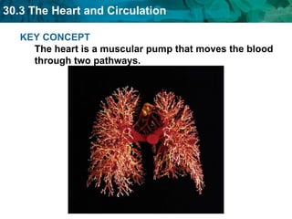 KEY CONCEPT  The heart is a muscular pump that moves the blood through two pathways. 