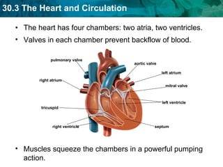 The heart has four chambers: two atria, two ventricles. Valves in each chamber prevent backflow of blood.  Muscles squeeze the chambers in a powerful pumping action.  aortic valve left atrium mitral valve left ventricle septum pulmonary valve right atrium tricuspid right ventricle 