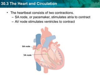SA node, or pacemaker, stimulates atria to contract AV node stimulates ventricles to contract The heartbeat consists of two contractions. SA node VA node 