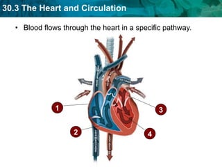 Blood flows through the heart in a specific pathway. 1 2 4 3 